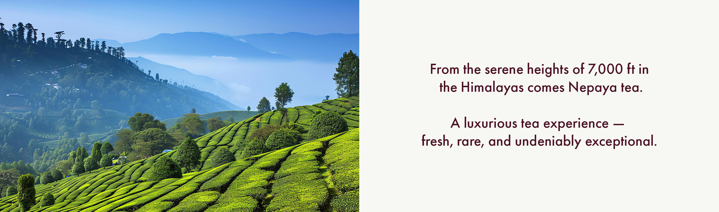 Himalayan tea gardens at 7,000 ft